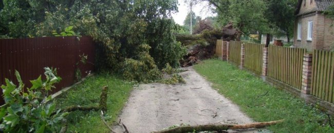 На Волині негода у двох селах повалила величезні дерева. ФОТО