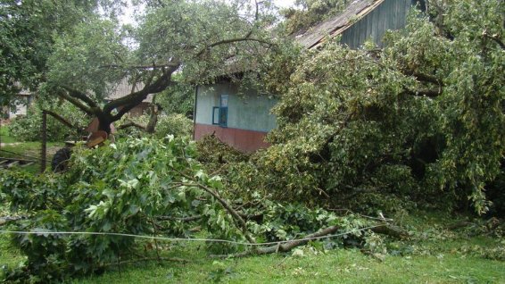 На Волині негода у двох селах повалила величезні дерева. ФОТО