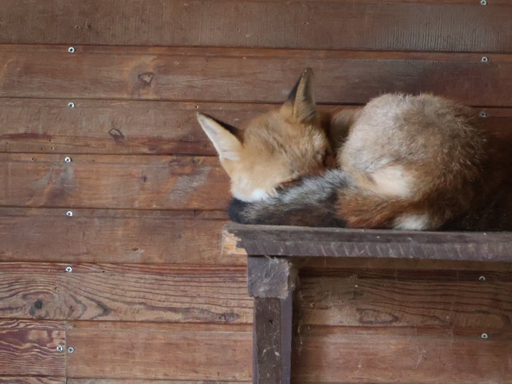 У Луцькому зоопарку готуються до зими: тварин переводять у теплі вольєри, а для відвідувачів уже готують свято Миколая