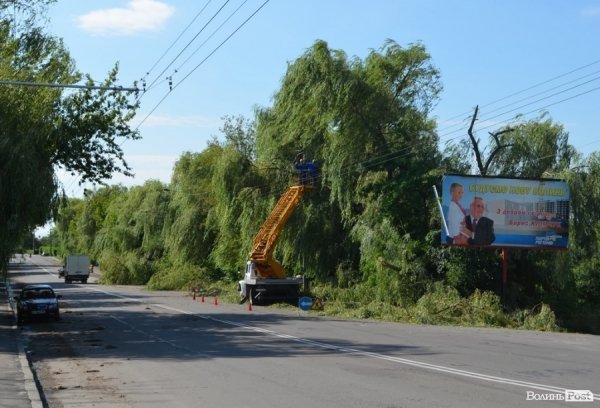 Стихія понищила дерева у Луцьку. ФОТО