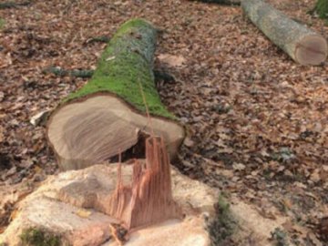 Трьом волинянам, які зрізали дуб, «світить» до 5 років тюрми