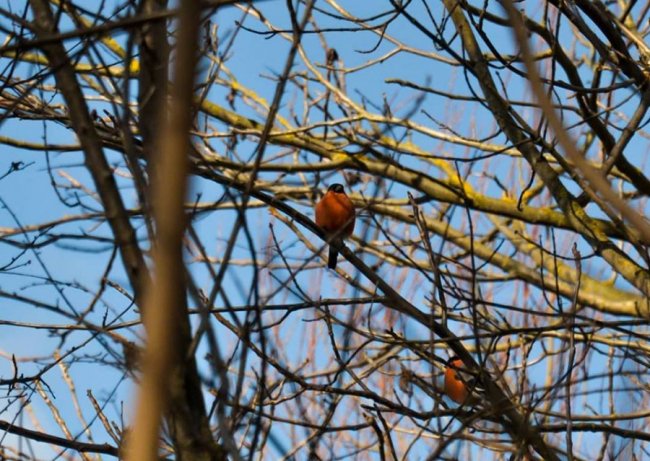 Сонце, весна, котики: як Луцьк прокидається після зими. ФОТО