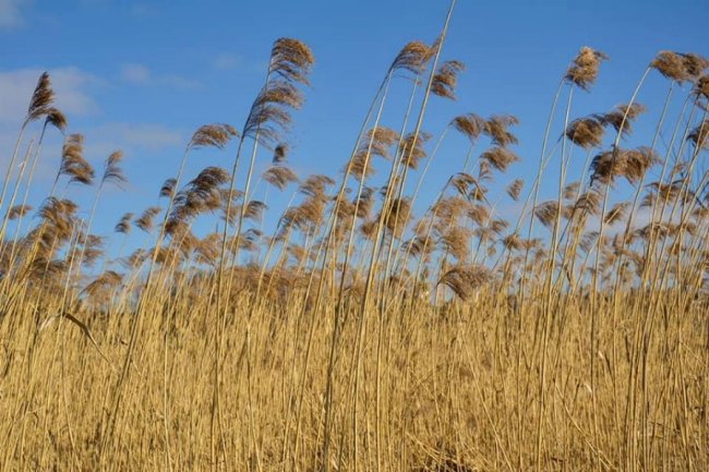 Сонце, весна, котики: як Луцьк прокидається після зими. ФОТО