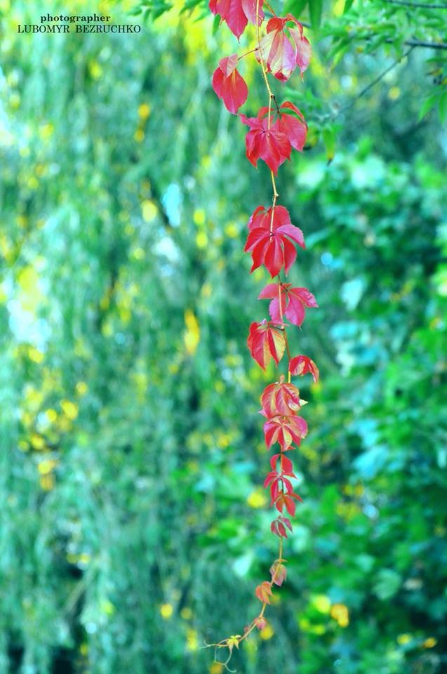 Роса і павутинки: луцький фотограф поділився осінніми світлинами