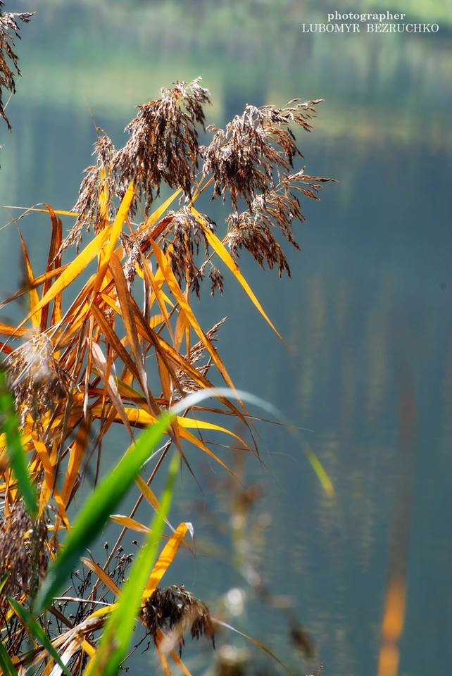 Роса і павутинки: луцький фотограф поділився осінніми світлинами