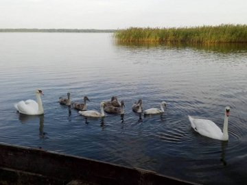 Волинянка показала, як на озері підростали семеро лебедят