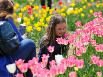 Мільйони тюльпанів і сотні гостей: день поля у «Волинській Голландії». ФОТО