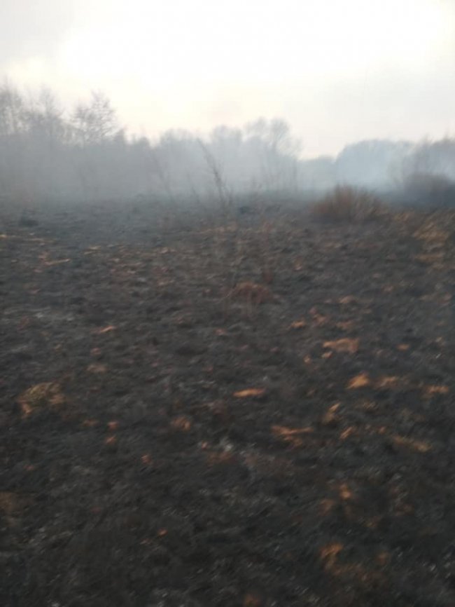 За кілька десятків метрів: на Волині відчайдухи приборкали пожежу, яка вже підбиралася до села. ФОТО