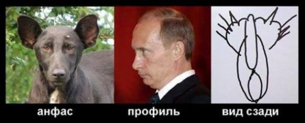 Собака і Путін: фотожаби
