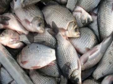 На ринку на Волині незаконно продавали рибу