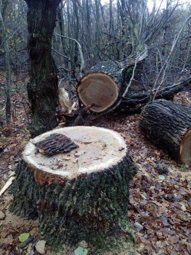 На Волині браконьєри нарубали лісу на 50 тисяч