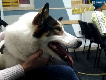 У Луцьку розповіли про досягнення проекту каністерапії. ФОТО