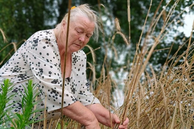 Народна майстриня з Волині із сім'єю заготовляє матеріали для соломоплетіння. ВІДЕО