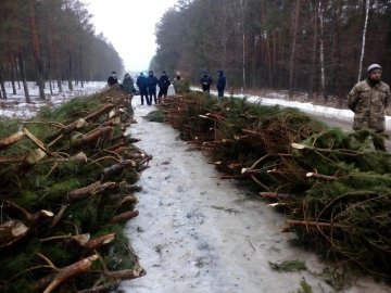 Новорічна контрабанда: у Любешівському районі затримали цілу фуру ялинок