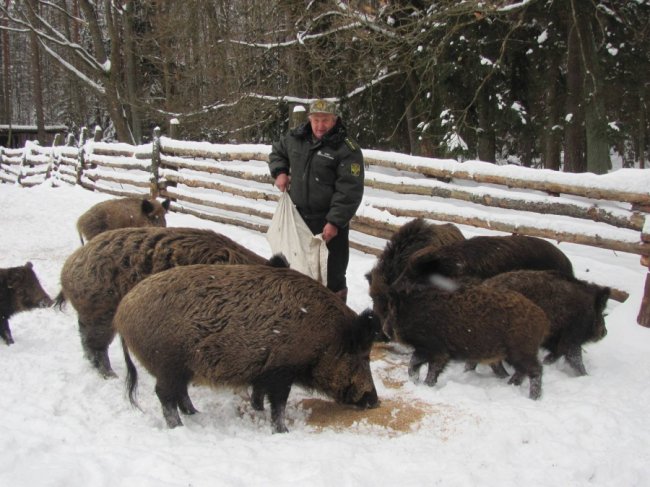 Волинські лісівники заготовляють смаколики на зиму для диких тварин. ФОТО