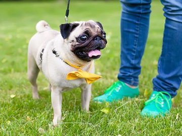 У Луцьку біля дитячої залізниці з'явиться майданчик для вигулу собак