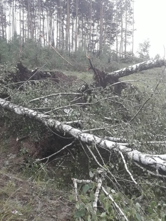 У волинському селищі негода вирвала дерева із землі. ФОТО