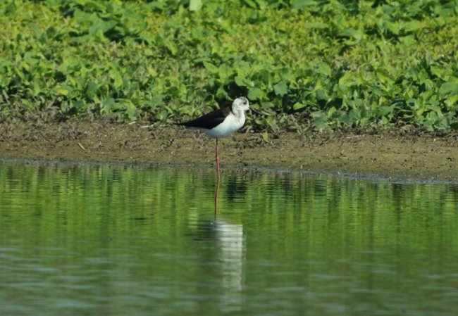 Волинський фотограф показав рідкісну пташку. ФОТО