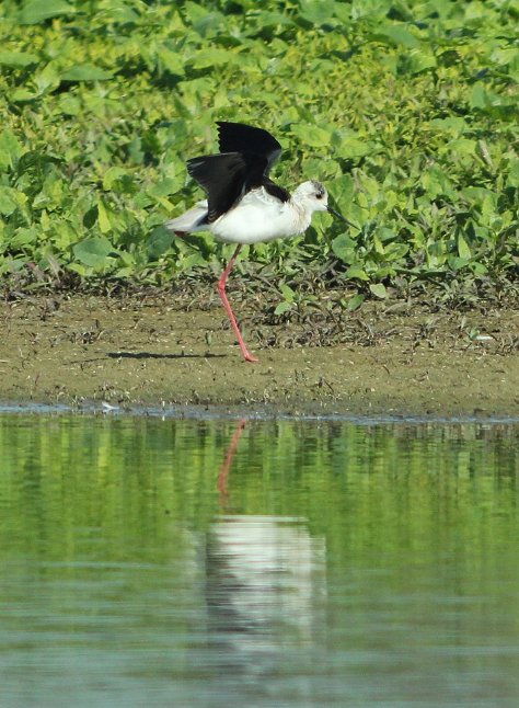 Волинський фотограф показав рідкісну пташку. ФОТО