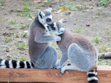 У луцькому зоопарку в День Валентина – акція для закоханих