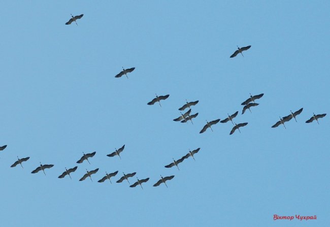 Відлітають журавлі: птахи у небі над Луцьком. ФОТО