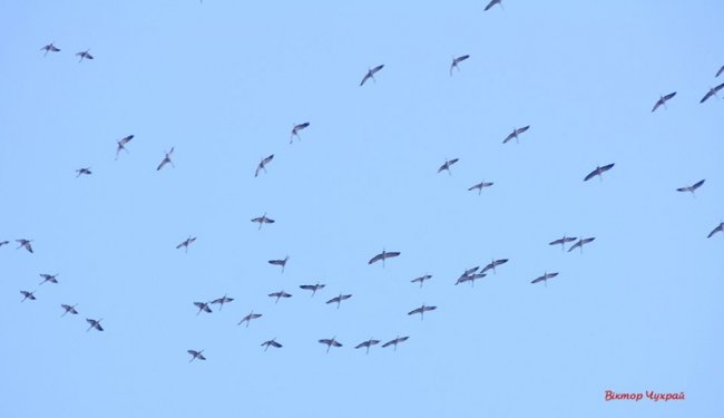 Відлітають журавлі: птахи у небі над Луцьком. ФОТО