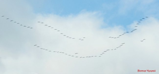Відлітають журавлі: птахи у небі над Луцьком. ФОТО