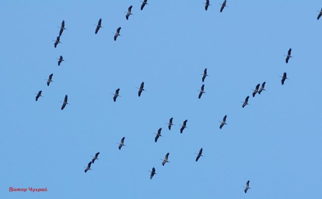 Відлітають журавлі: птахи у небі над Луцьком. ФОТО