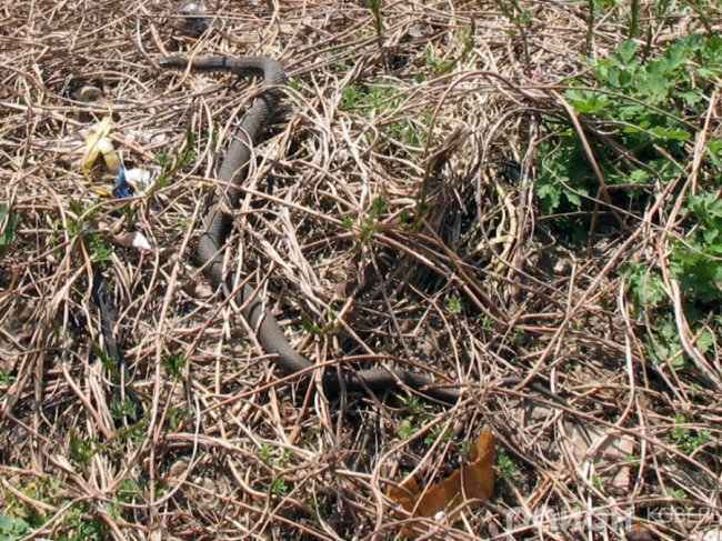 Закинуту ділянку у центрі Ковеля окупували вужі. ФОТО