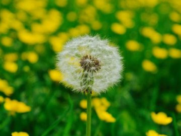 Погода в Луцьку та Волинській області на п'ятницю, 4 червня