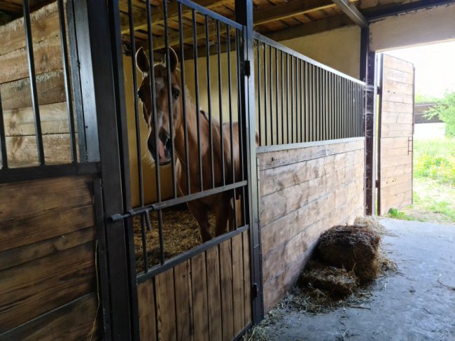 Коні і сільський колорит: як допомагають долати стрес дітям переселенців на Волині