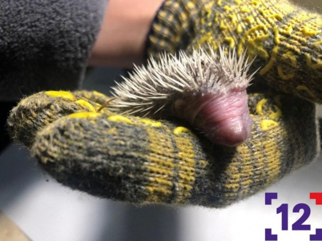 Молоко та масаж животика: луцька сім'я виходжує осиротілих їжаченят. ФОТО