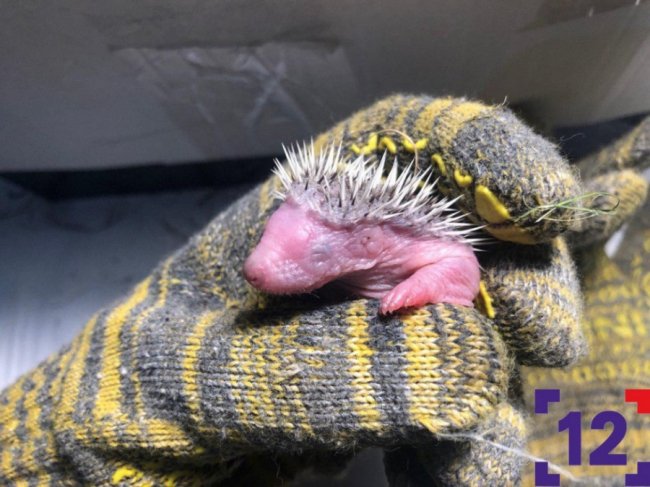 Молоко та масаж животика: луцька сім'я виходжує осиротілих їжаченят. ФОТО