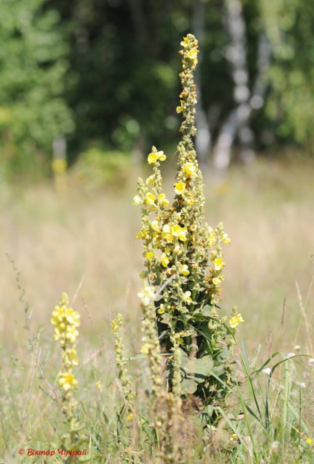 «Планета Замлиння»: краса волинської природи на фото