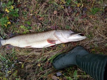 Лучанин на Стиру зловив 7-кілограмову щуку. ФОТО
