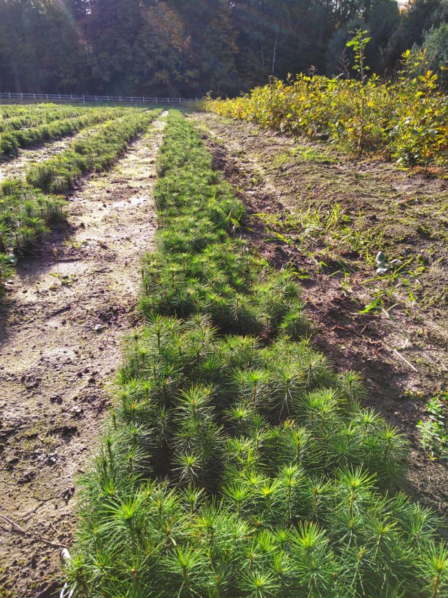 У Ковельському лісгоспі виростили мільйон сіянців. ФОТО