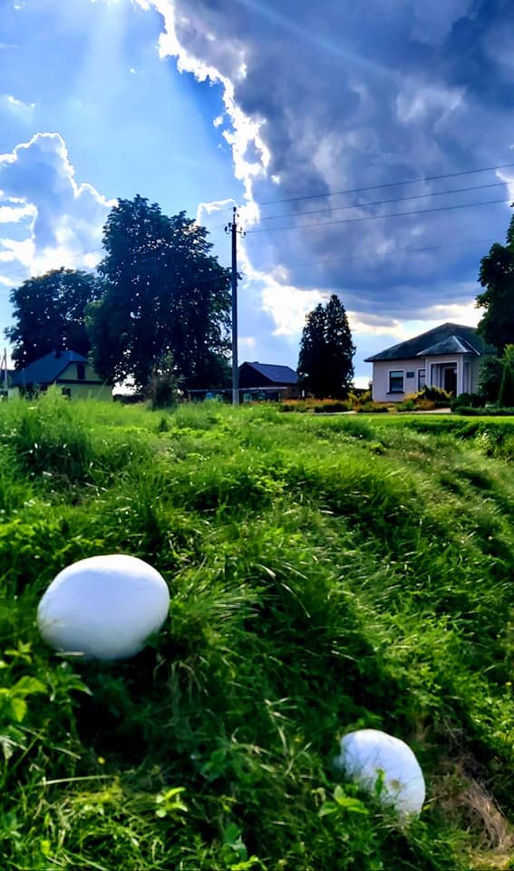 На Волині росте гриб-гігант 