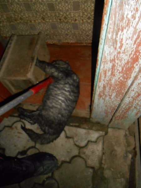 Лучан закликають вакцинувати домашніх тварин від сказу