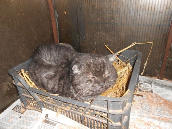 Лучан закликають вакцинувати домашніх тварин від сказу