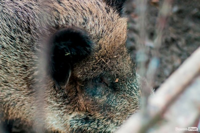 Рік Свині: милі п'ятачки луцького зоопарку. ФОТО