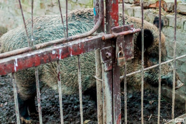 Рік Свині: милі п'ятачки луцького зоопарку. ФОТО