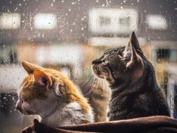 Погода у Луцьку на завтра, 11 лютого