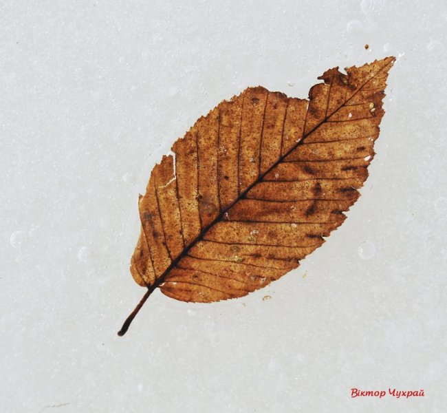 Луцький фотограф показав, де «лютневе сонечко лоскоче вії»