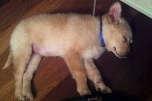 У Луцьку патрульні шукають господарів для цуценят. ФОТО