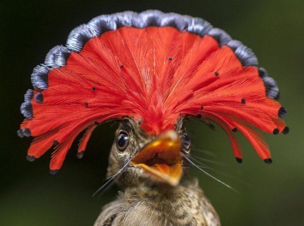 Королівський гребінь, Гайана. © Ендрю Снайдер 