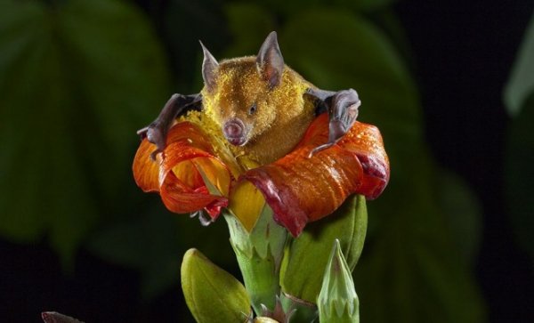 Нічний запилювач, Куба. © Мерлін Д. Таттл 