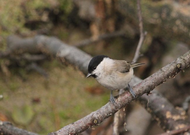 Перната красуня стала героєм фотосесії волинянина