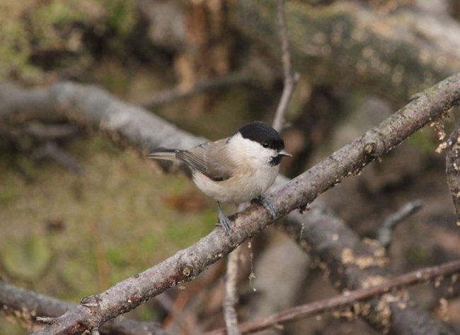 Перната красуня стала героєм фотосесії волинянина