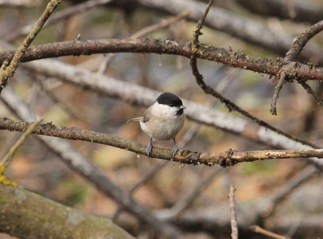 Перната красуня стала героєм фотосесії волинянина