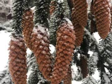 Погода в Луцьку та Волинській області на п’ятницю, 10 січня